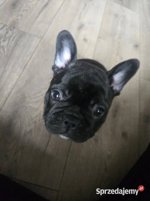 Buldog Francuski Energetyczna Gloria z Rodowodem Łódź