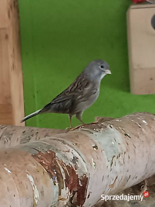 Kanarki glostery zeberki śląskie Lubliniec