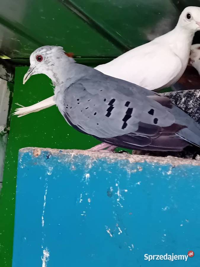 Śińiaczek plamisty para dorosła mazowieckie