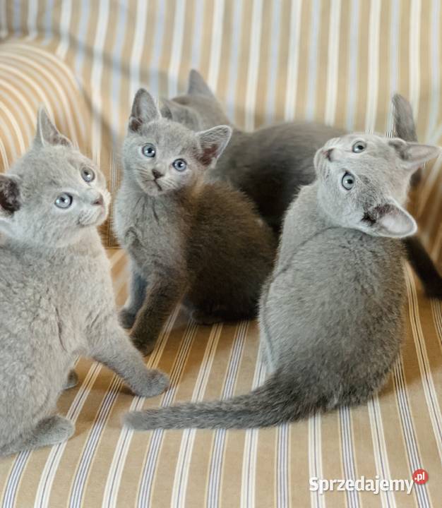 Kocięta Rrosyjskie Niebieskie WCF Łódź