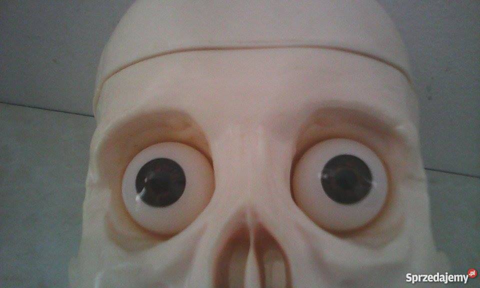 szkielet człowieka z narządami i stojakiem Chrzanów