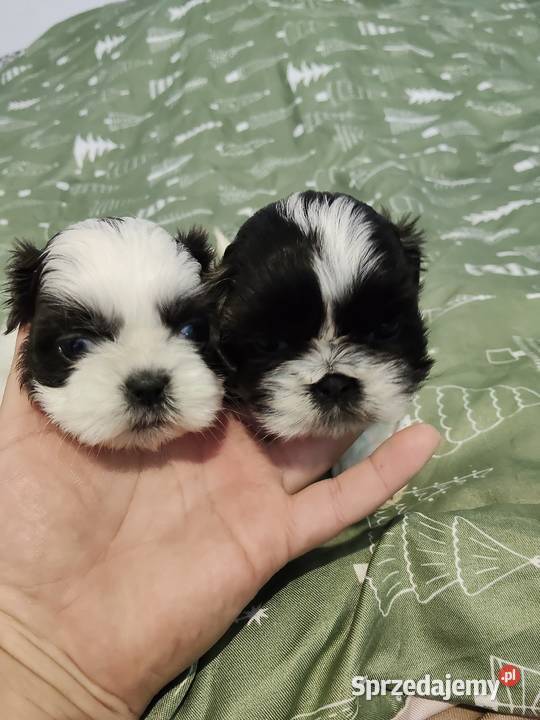 Sprzedam młode pieski rasy shihtzu Wieruszów