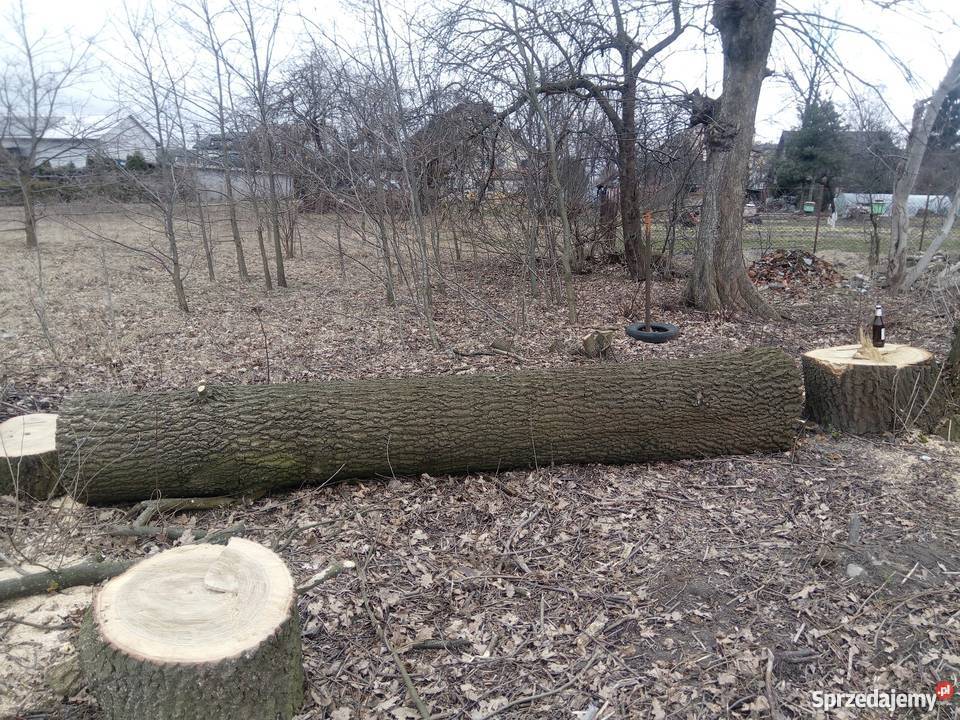 Dęby super Wołomin