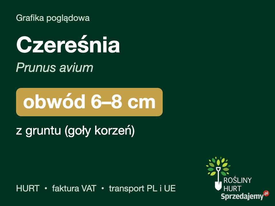 Czereśnia Prunus avium obwód 68 z gruntu HURT Liściaste sprzedam