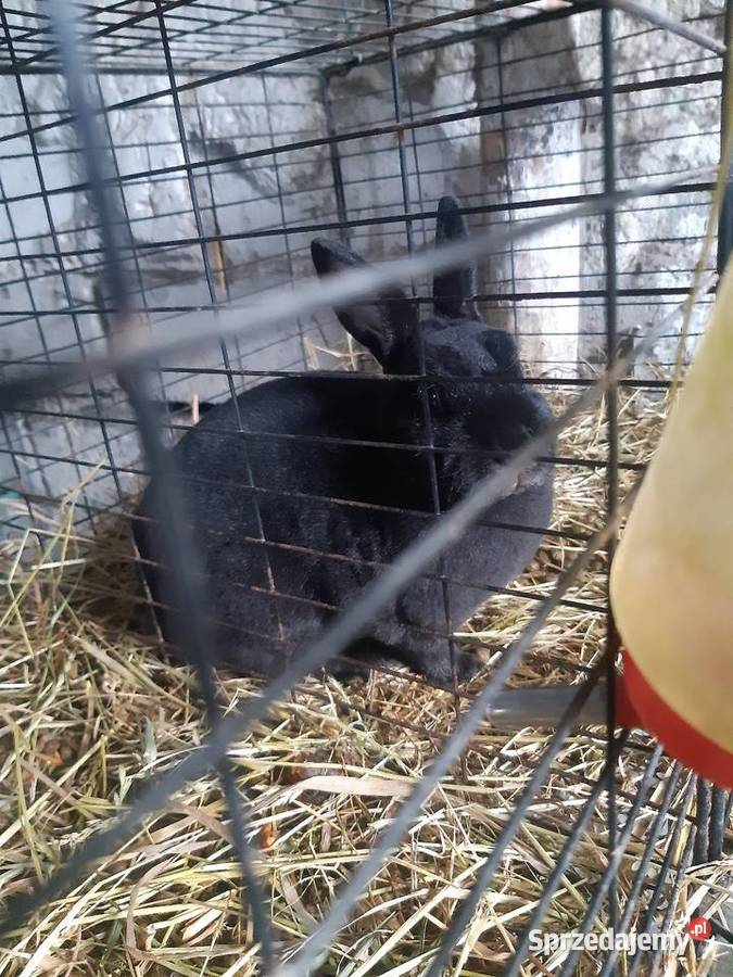 Królik miniaturka Rex samica Poddębice