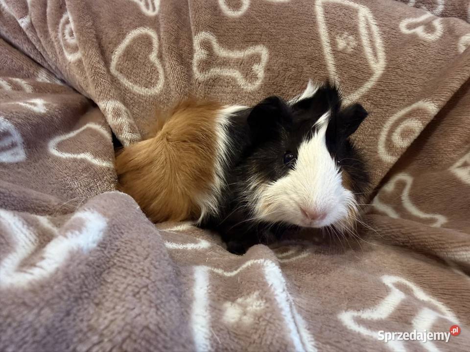 świnka morska cavia domowa SAMIEC małopolskie Tarnów