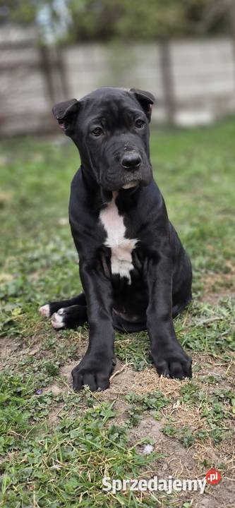 Bandog Tuczna sprzedam