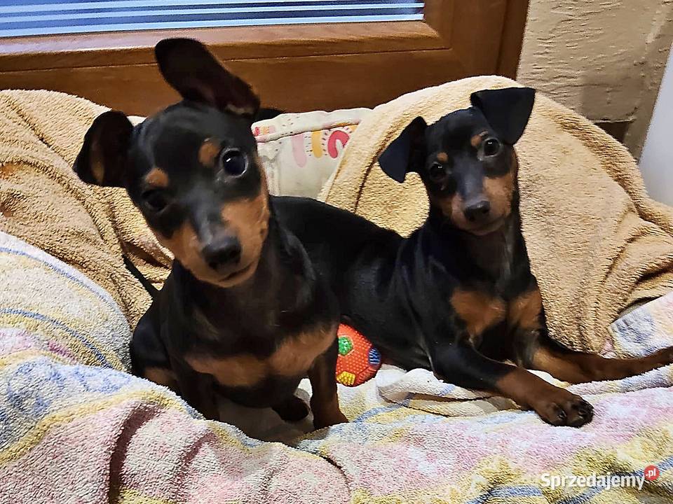 Pinczer miniaturowy Konin