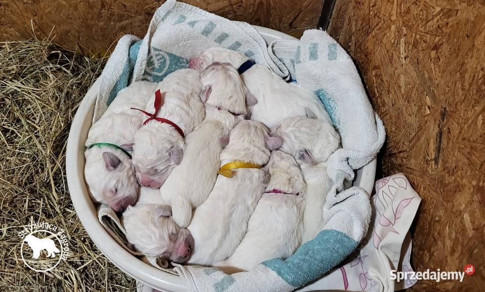 Owczarek Podhalański Pyzokluski