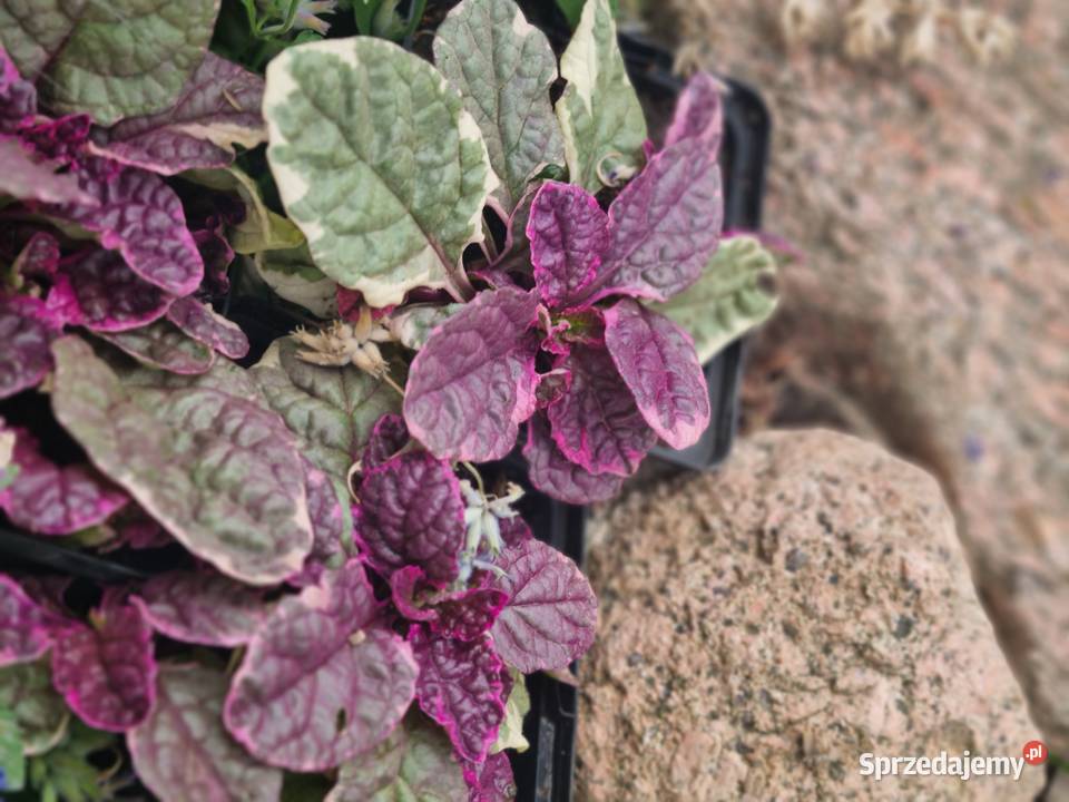 Dąbrówka rozłogowa BURGUNDY GLOW sprzedam