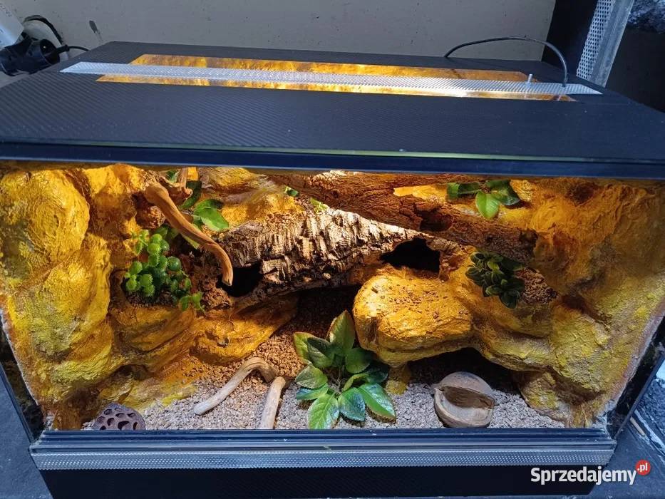 Terrarium gekona 60x40x40 gekon lamparci Ostrów Wielkopolski