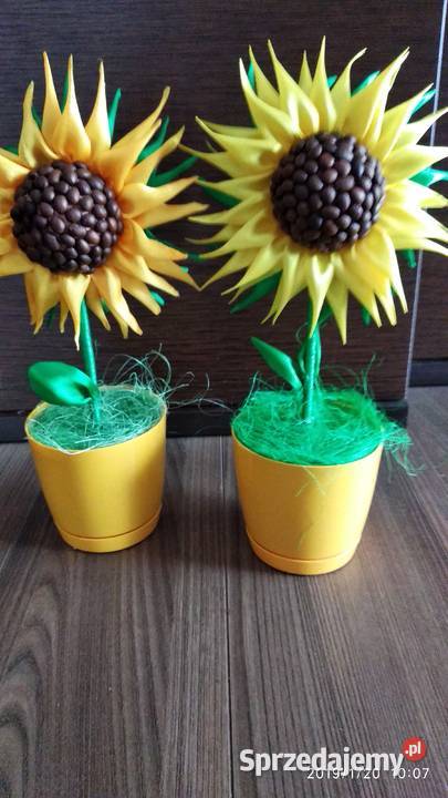 Słoneczniki Sędziszów Małopolski