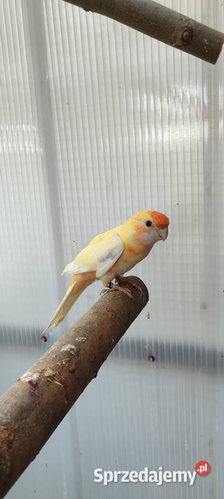 Sprzedam samca Rozelli Królewskiej Środa Wielkopolska