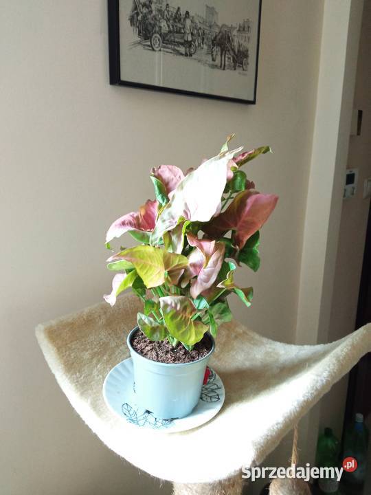 Piękne syngonium 10 Białystok