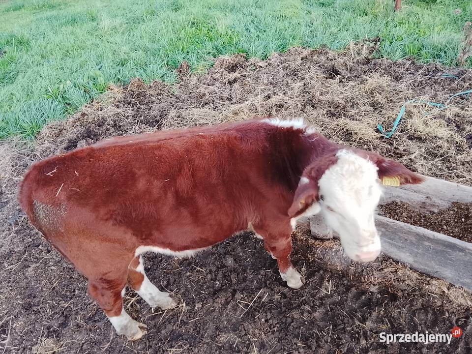 Byczki odsadki 100 Hereford Szczuczyn sprzedam