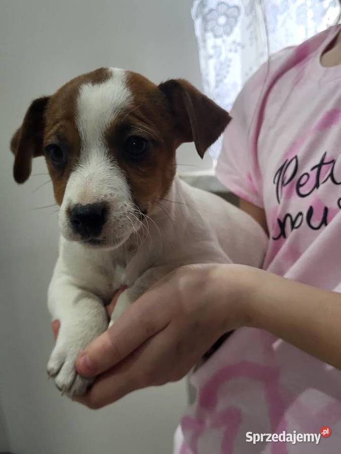 Jack russell terrier Zbąszyń