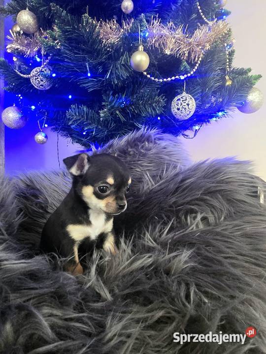 Chihuahua Piasek sprzedam