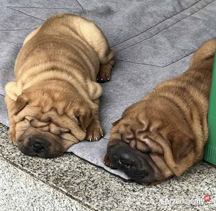 Shar Pei z Rodowodem ZKwP FCI Polska Nowa Wieś