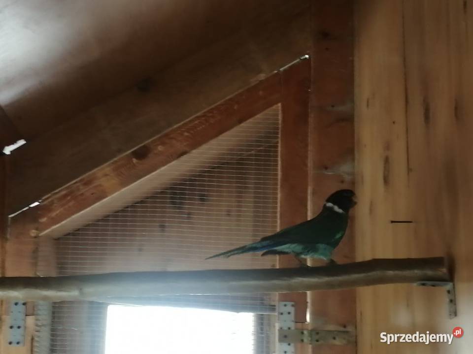 Sprzedam samca papugi Kragena Brzyście sprzedam