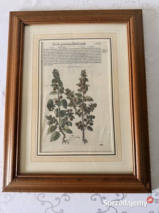 Antyczny Miedzioryt 1563 Rycina Botaniczna Czerwionka-Leszczyny sprzedam