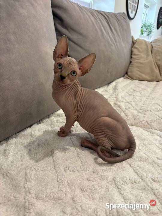 W dniu 8062025 na świat przyszłyr kocięta rasy śląskie Katowice