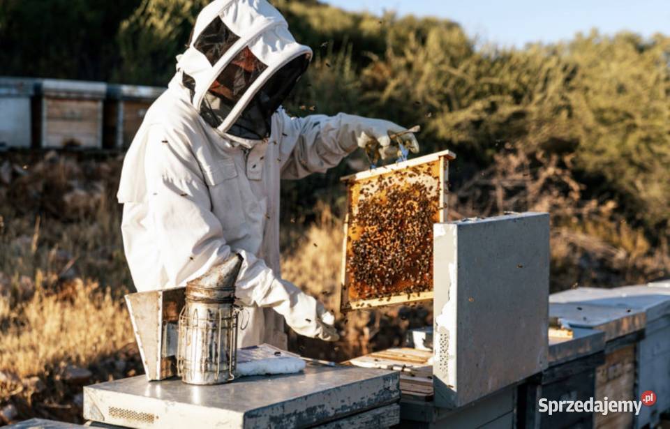 Wczesne ODKŁADY PSZCZELE 2025 R MOCNE ROJE