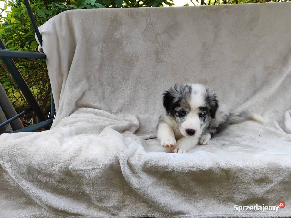 Piesek Border collie blue merle z rodowodem z Pozostałe