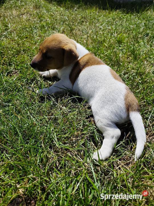 Szczeniaki Jack Russell terrier Marynki