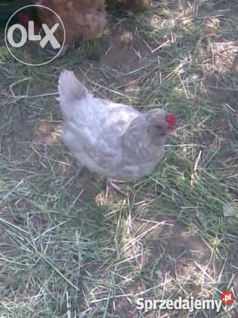 Kaczki Gęsi Kury ozdobne liliputki TANIO