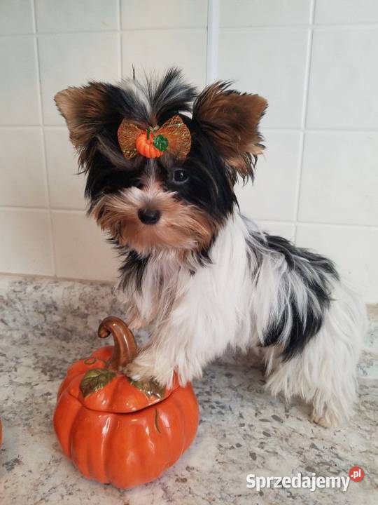 na sprzedaż dwaj śliczni chłopcy york biewer Gniezno sprzedam