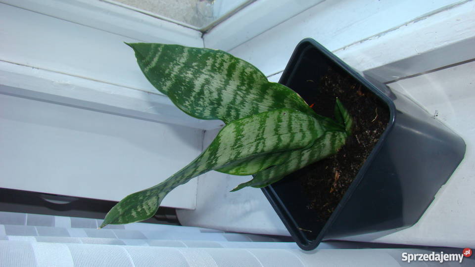 Kwiat domowy szable Grzechynia