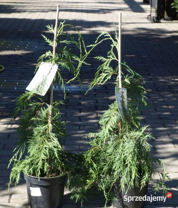 Cyprysik nutkajski Pendula małe drzewko w Osiny sprzedam
