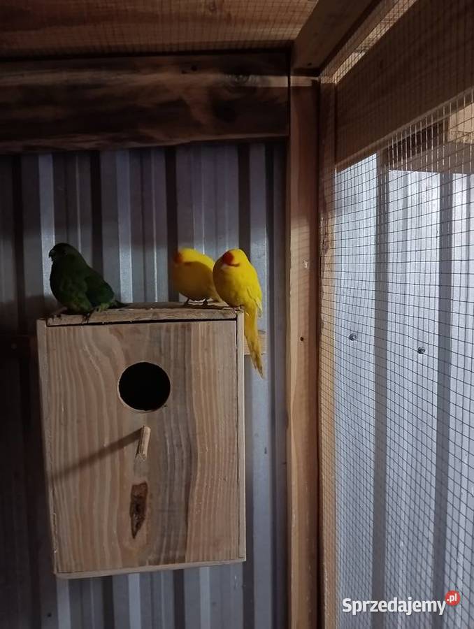 Papugi Kozy modrolotki Parczew sprzedam