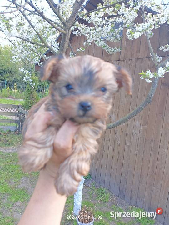 Yorkshire terrier śląskie Mochała