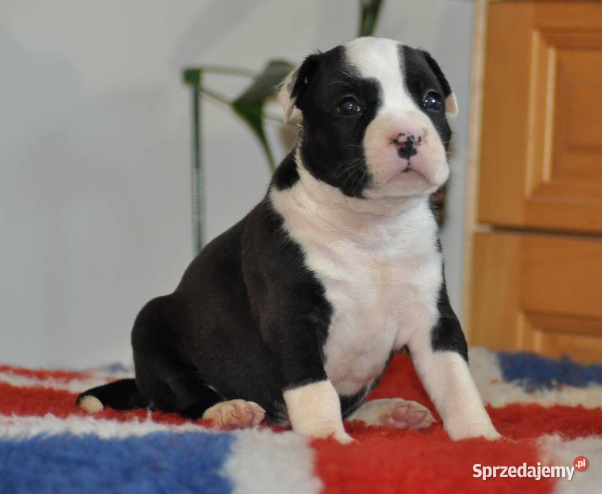 Amstaff zkwp FCI przepiękne suczki Amstaff Koziegłowy