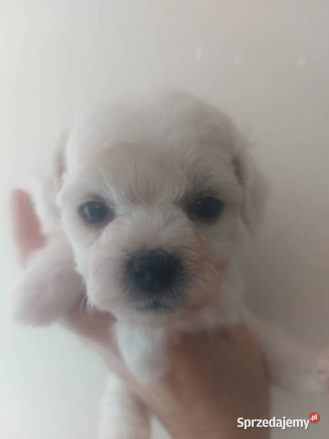 Bichon frise Fci Psy Toszek sprzedam