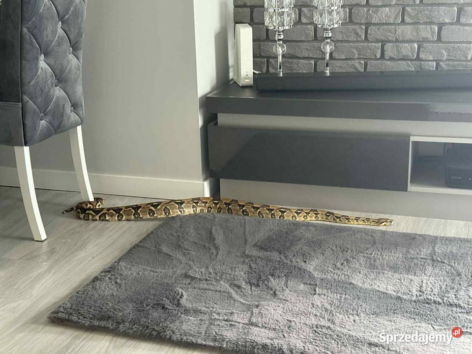 Boa Imperator Normal Bydgoszcz