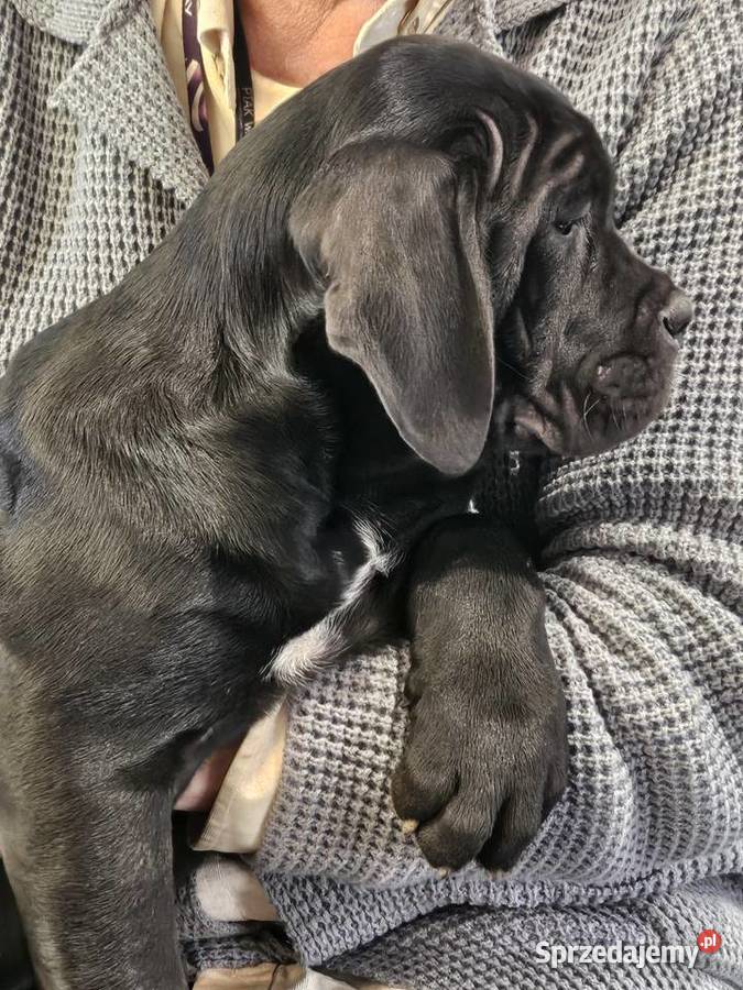 Cane Corso szczenięta 10 tygodni czarne Cane Corso Strzeniówka