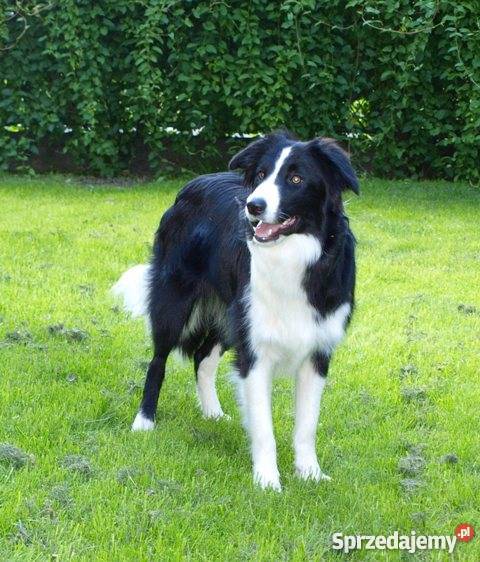border collie sprzedam szczenięta Jelenia Góra