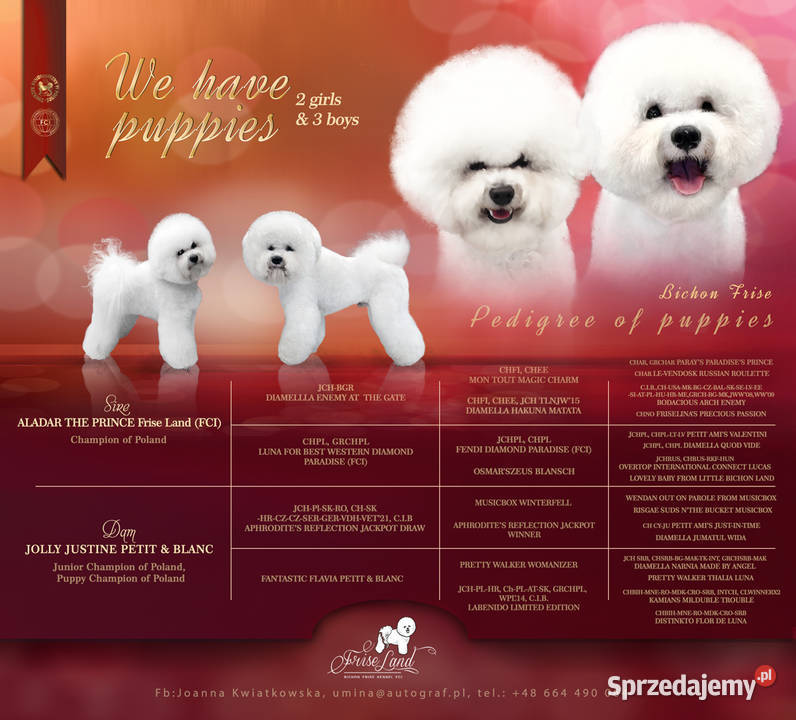 szczeniak bichon frise Bydgoszcz