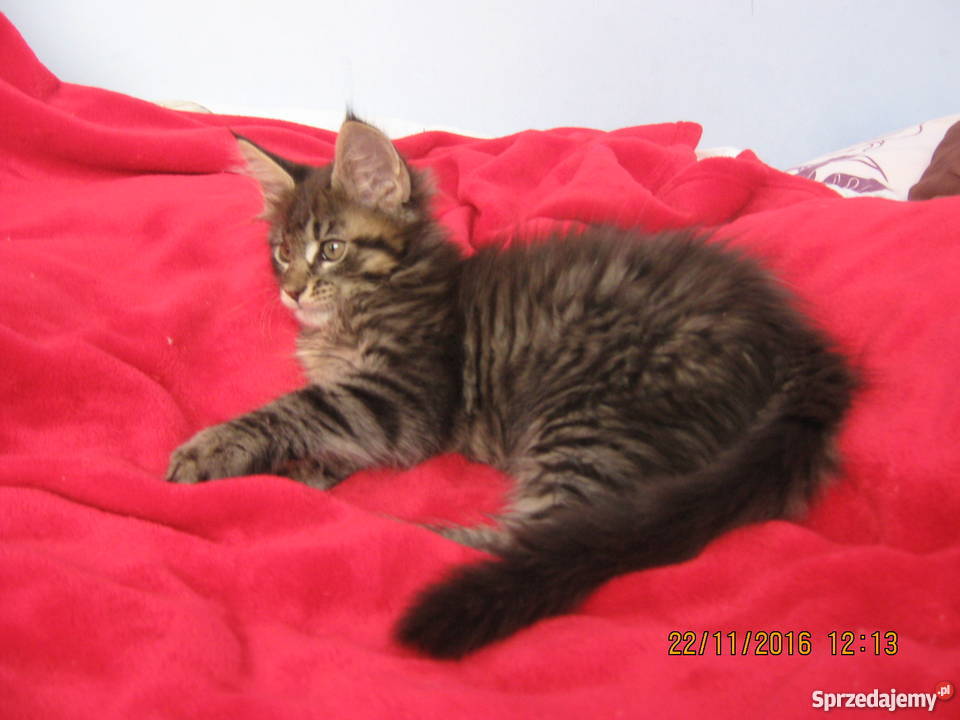 Prześliczny Duży kocurek Maine Coon FPL Kielce