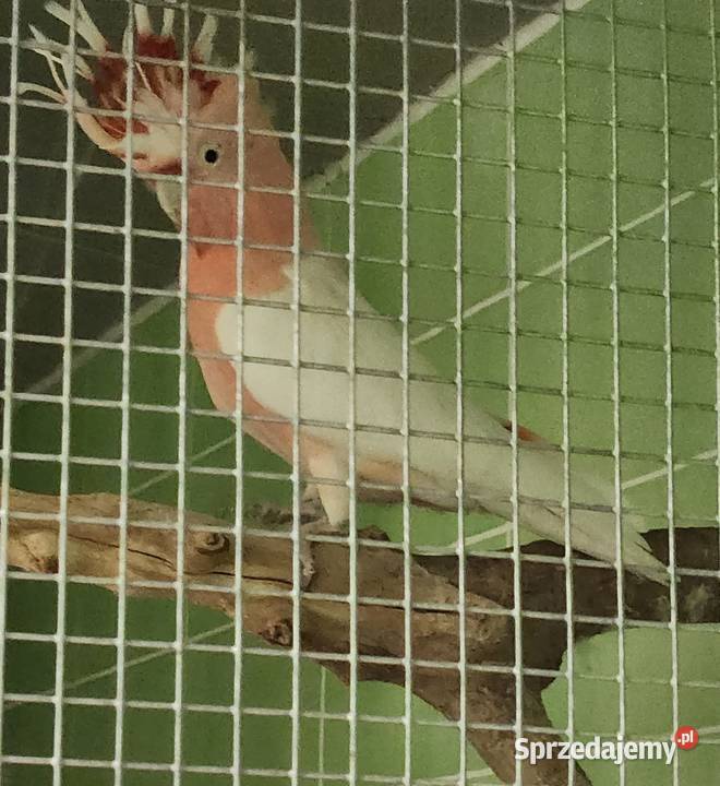 Kakadu inka Wodzisław Śląski