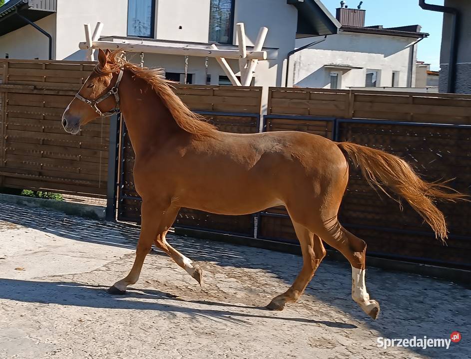 2letni wałach rasy małopolskiej na sprzedaż Luborzyca