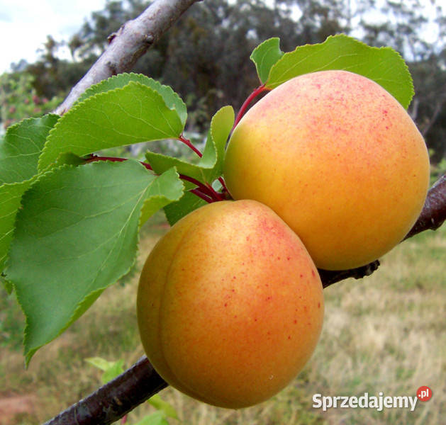 MORELA POSPOLITA  Prunus armeniaca NASIONA 100g Nasiona Lubanie