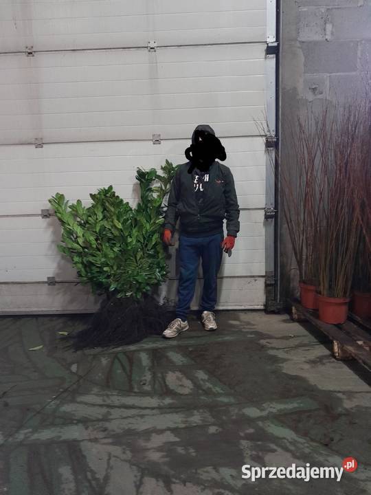 Laurowiśnia 120 WYPRZEDAŻ Rzeszów