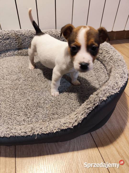 Jack Russell terrier Piątek sprzedam