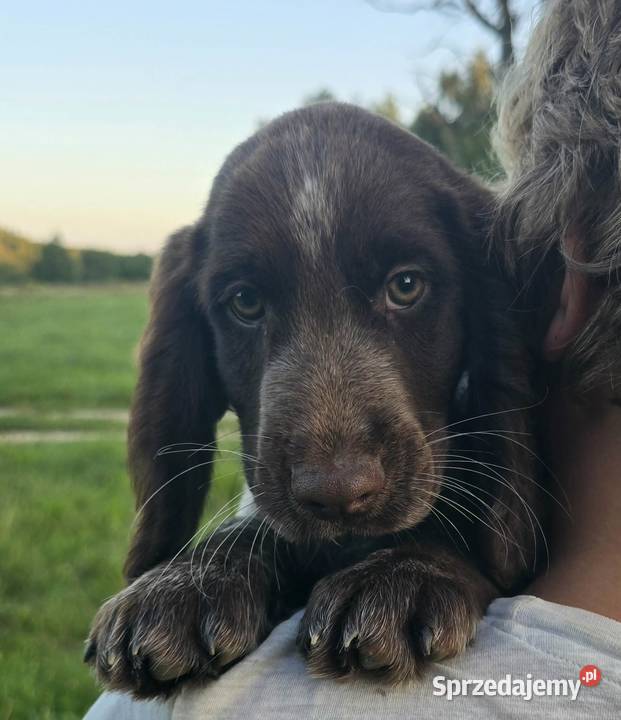 Polski Spaniel Myśliwski szczenię HARRY warmińsko-mazurskie Święta Lipka sprzedam