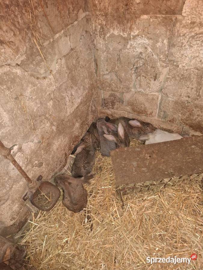 Króliki Belgi Wieluń