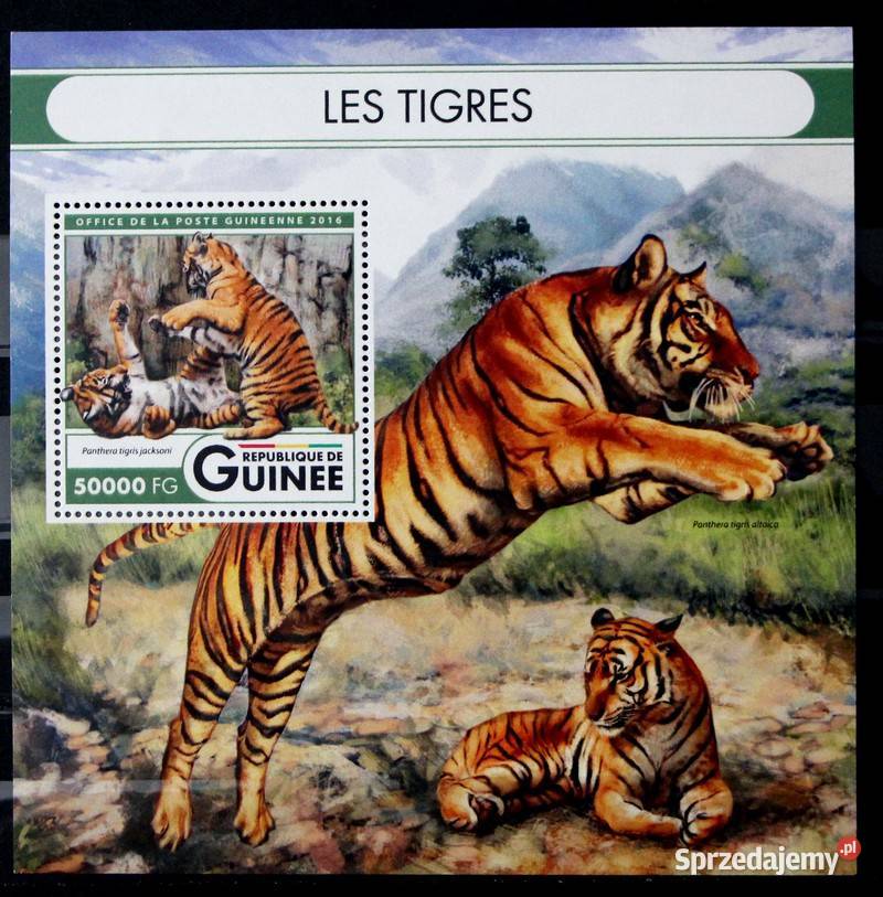 Gwinea tygrys Oborniki