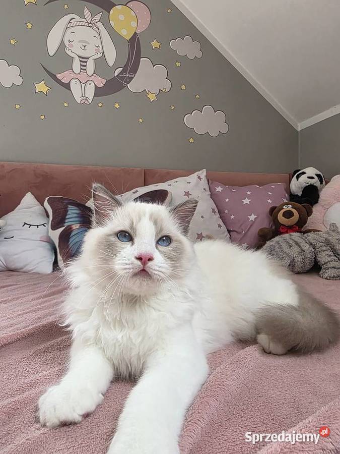 słodki kocurek kotek Latte FPL FiFE juz gotowy Uścikowo sprzedam